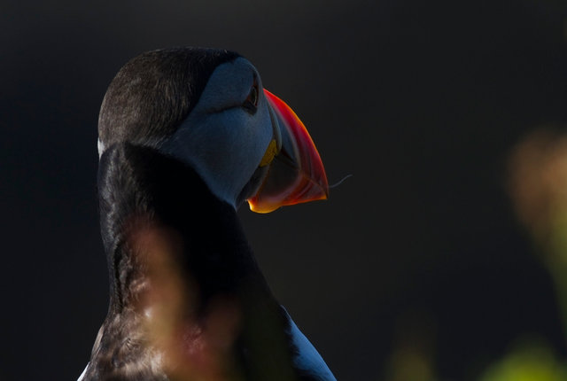 Puffin
