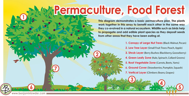 PermaCultureDiagram.jpg