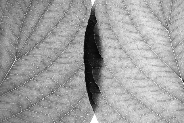 Z srrii Dotyk (I), fotografia, 70x100, 3/10