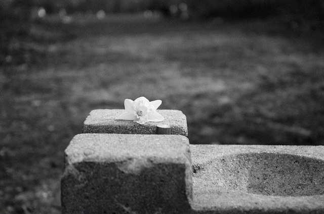 © 2008 Roz Akin