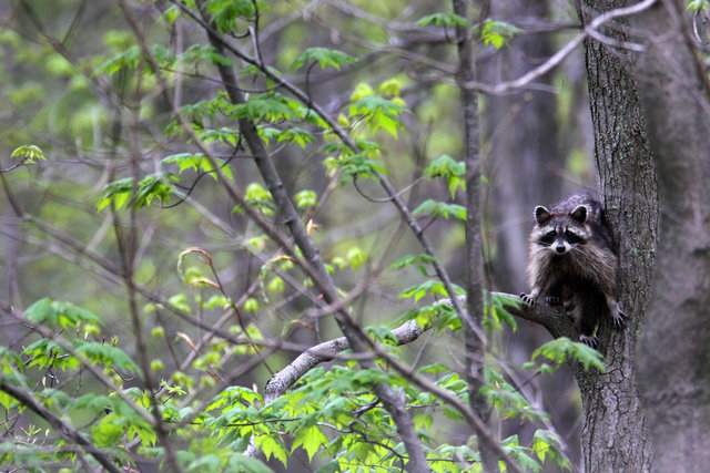 Common Raccoon, southern Ohio