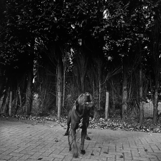 hond - 2006-03-21 at 13-55-32.jpg