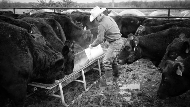 cattleman