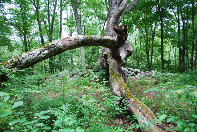 DSC_4459.jpg