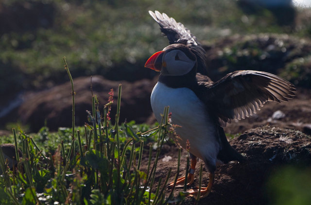 Puffin