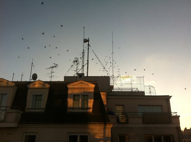 Asnières, Les Oiseaux - fév. 2015