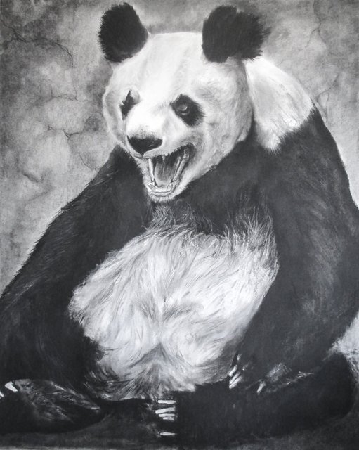 Panda Bear