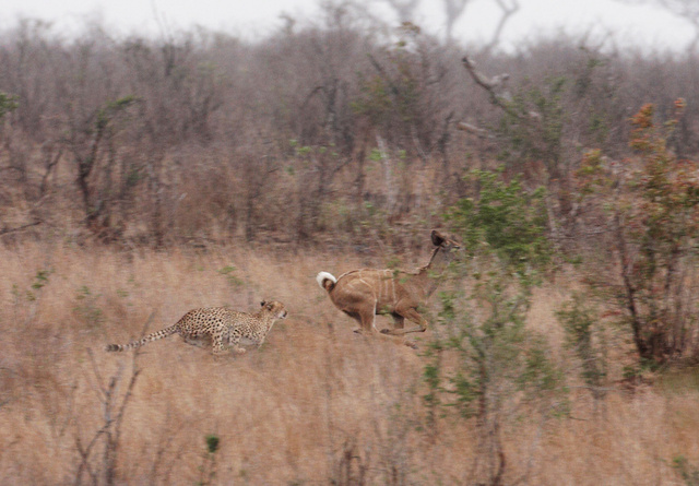 Cheetah chasing kudu