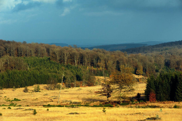 Forêt de Saint-Hubert, Ardennes Belges 2