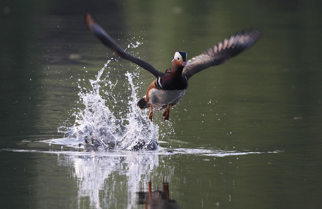 Mandarin Duck
