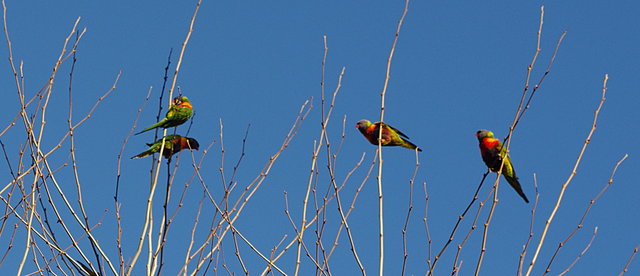 Parakeets, Adelaide (3) edited VB.JPG