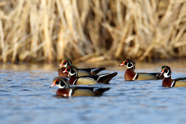 Wood Ducks, March, Ohio