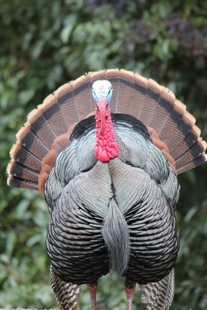 Big Tom Turkey