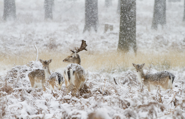 Fallow deer
