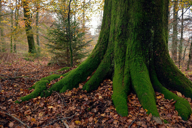 Ardennes 14