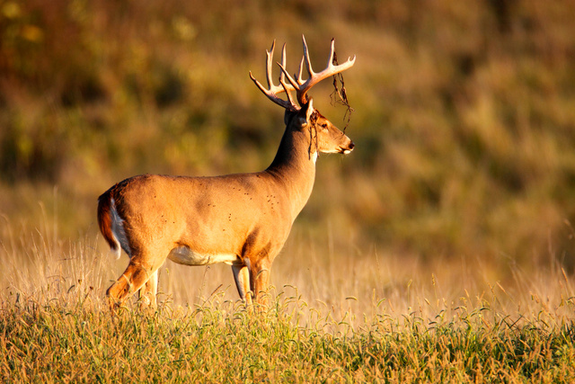 White-tailed Deer, southern Ohio