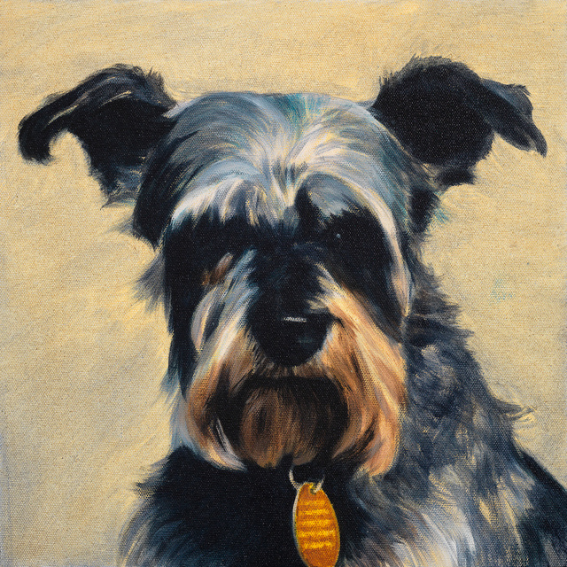 Breed: Schnauzer / "Fortuna"