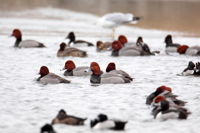 Redheads and Ring-necked Ducks, early March, South Central Ohio