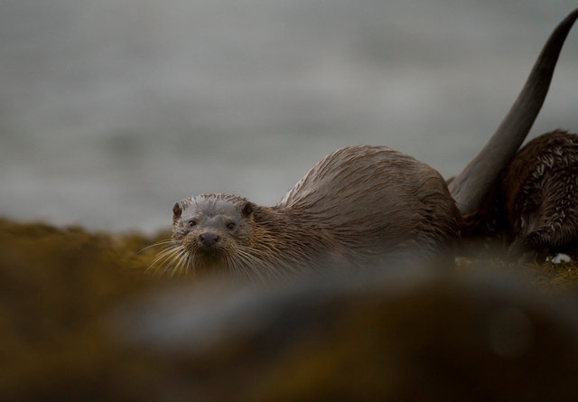 Otter