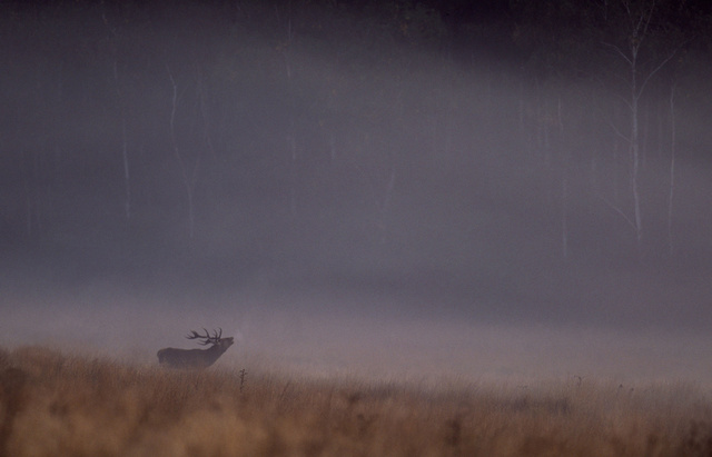 Red Deer Stag