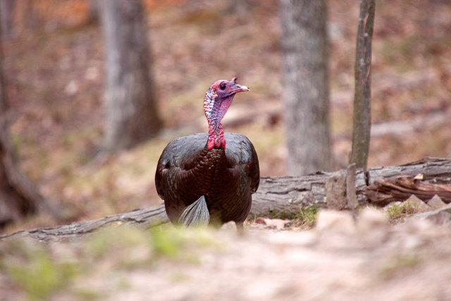 Eastern Wild Turkey, Spring, Ohio