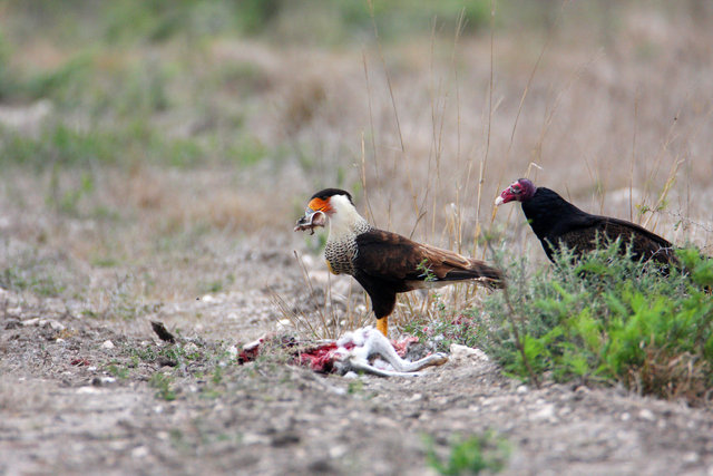 Crested Caracara, southern Texas