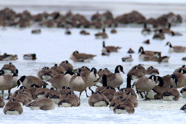 Canada Geese, February, southern Ohio