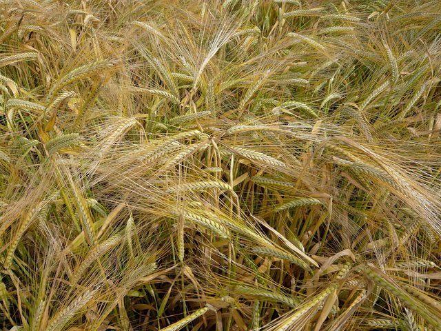 Wheat near Bulls Green VB.JPG