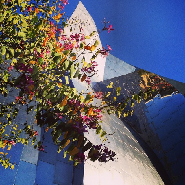 WALT DISNEY CONCERT HALL - ROSE 2