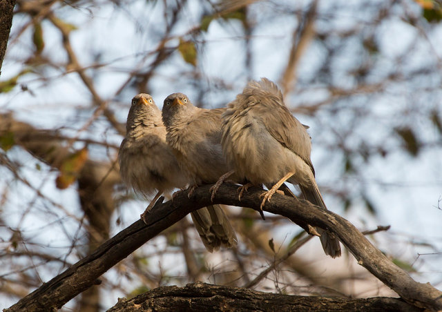 Common Babblers