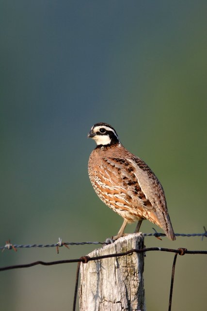 Northern Bobwhite Quail, southern Ohio