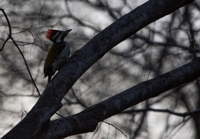 Lesser Goldenback Woodpecker