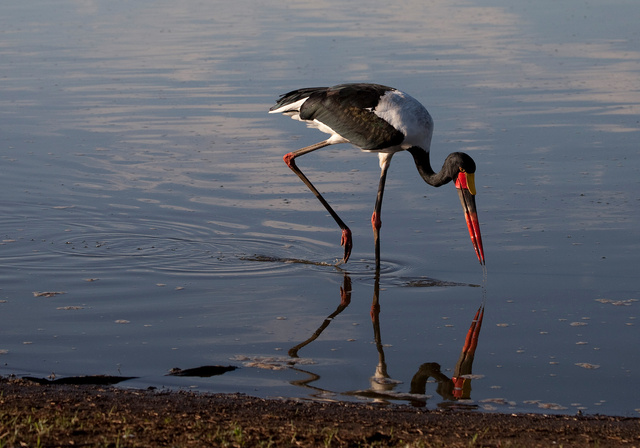 Saddle-billed Stork