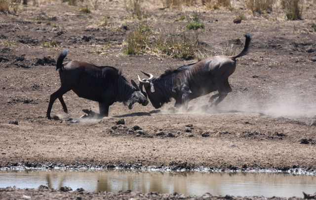Wildebeest