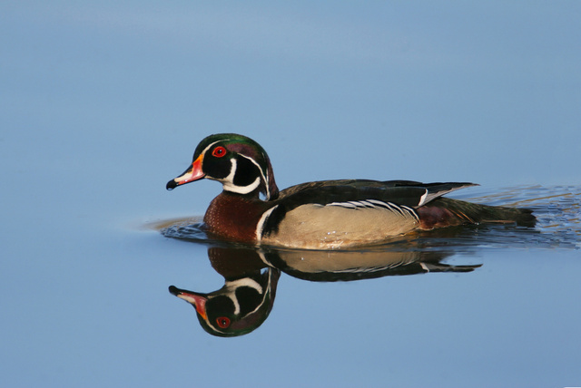 Wood Duck, Ohio