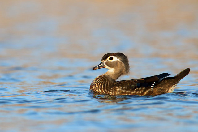 Wood Duck (female), March, Ohio