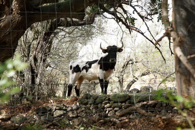 jonge stier