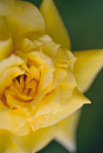 YELLOW ROSE