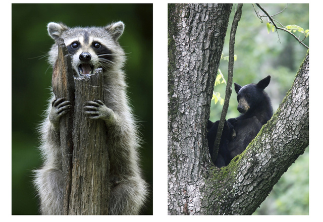 (left) Common Raccoon; (right) Black Bear feeding cub