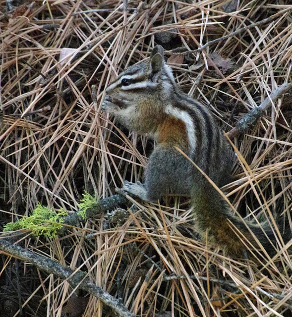 Chipmunks near General Sherman (15) VB.JPG