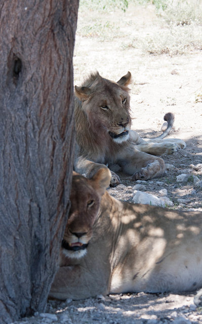 Young lion couple