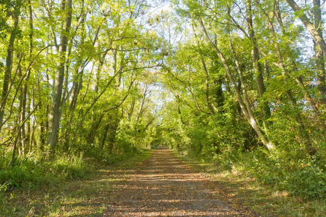 Elham Railway Line.jpg