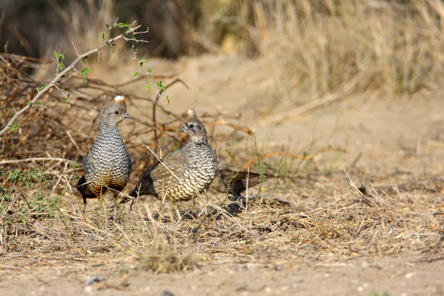 Scaled Quail, southern Texas