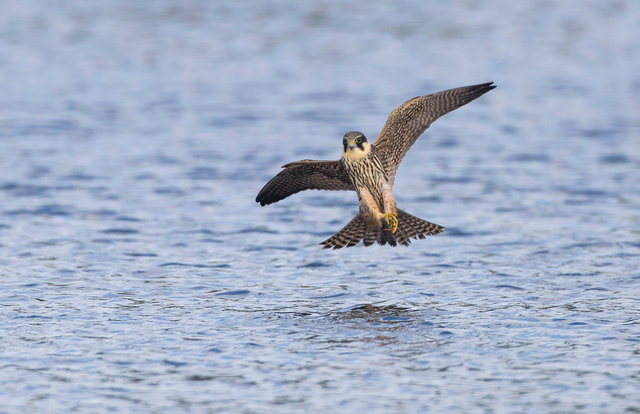 Hobby catching dragonflies