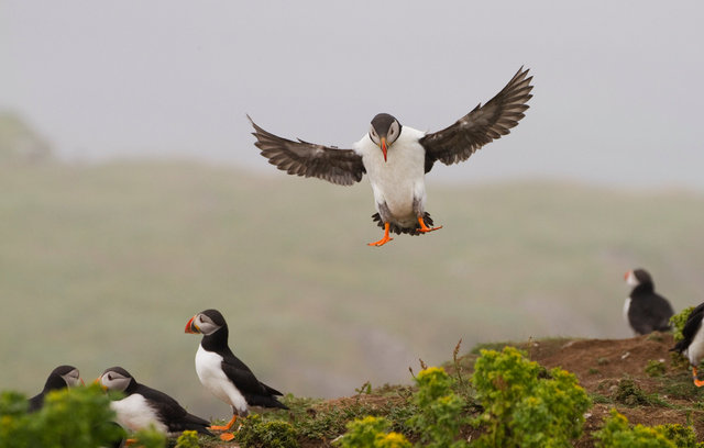 Puffins