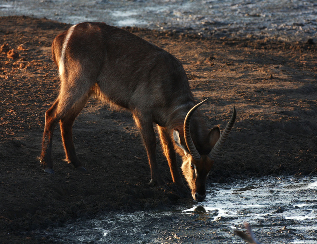 Waterbuck
