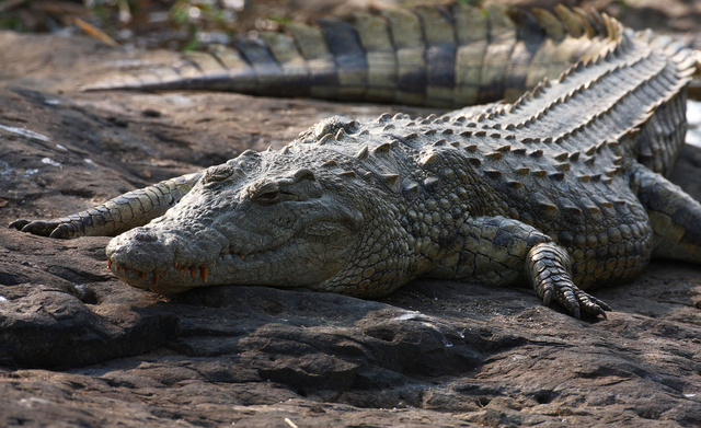 Crocodile