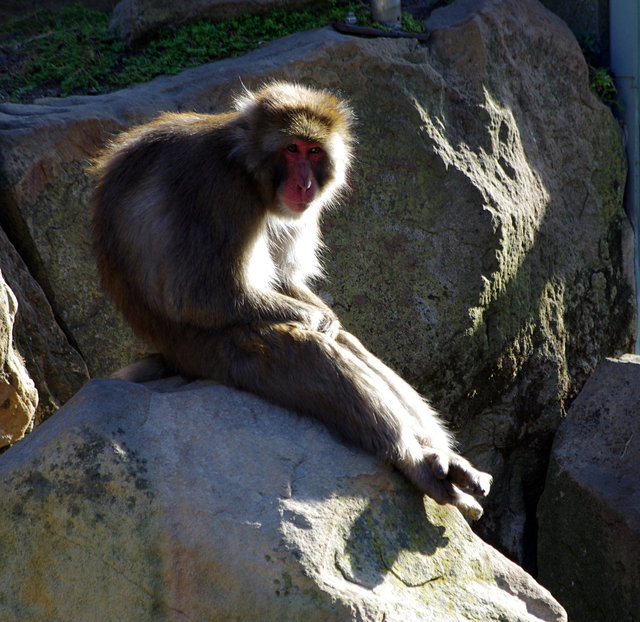 Japanese Macaques City Park Launceston (18) VB.JPG