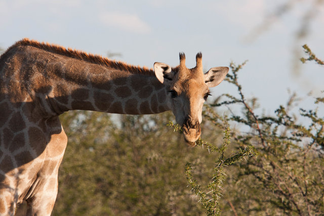 Giraf (Giraffa camelopardalis, giraffe)