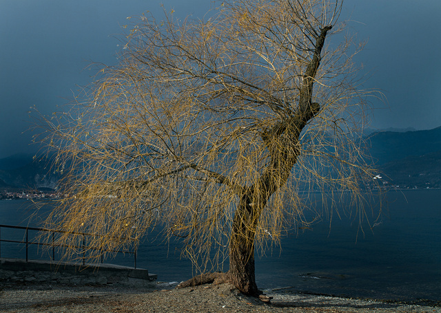 Yellow Tree In Blue Landscape.jpg
